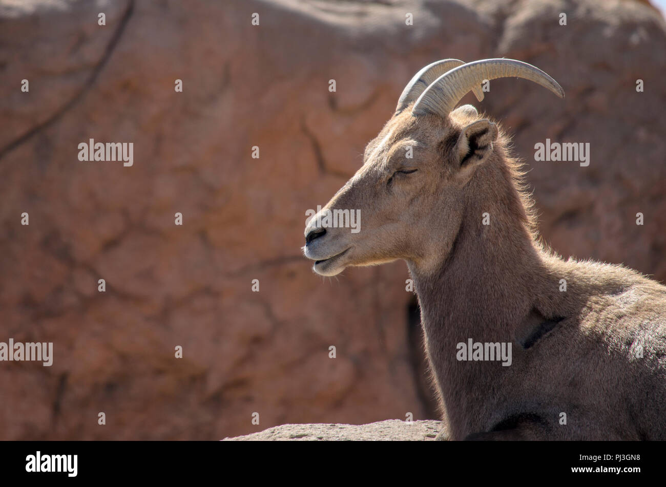 Goat ram hi-res stock photography and images - Alamy