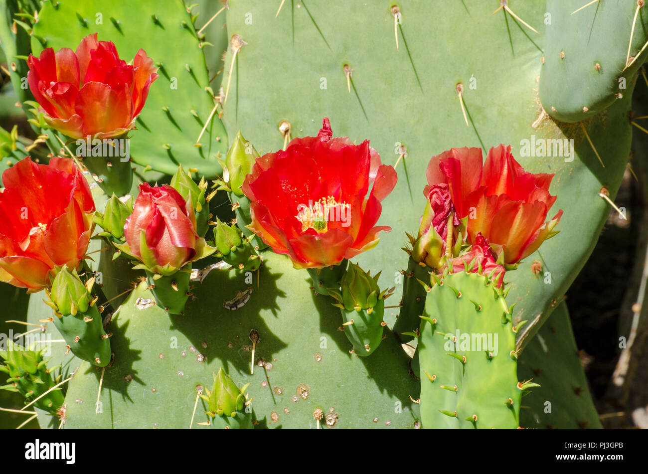 Green cactus with red flowers. Stock Photo