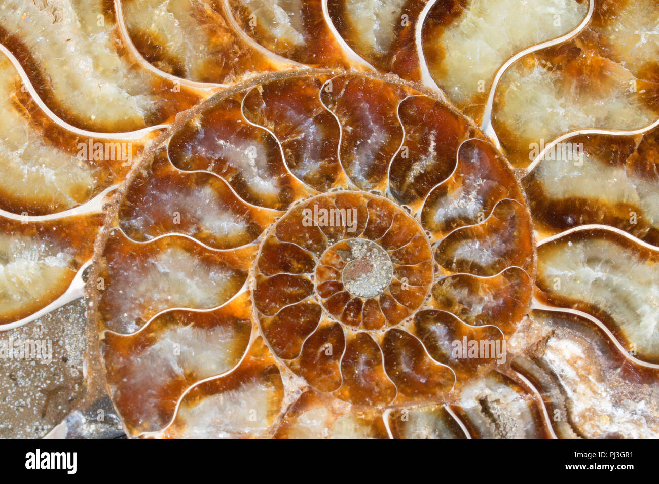 Ammonite fossil Stock Photo