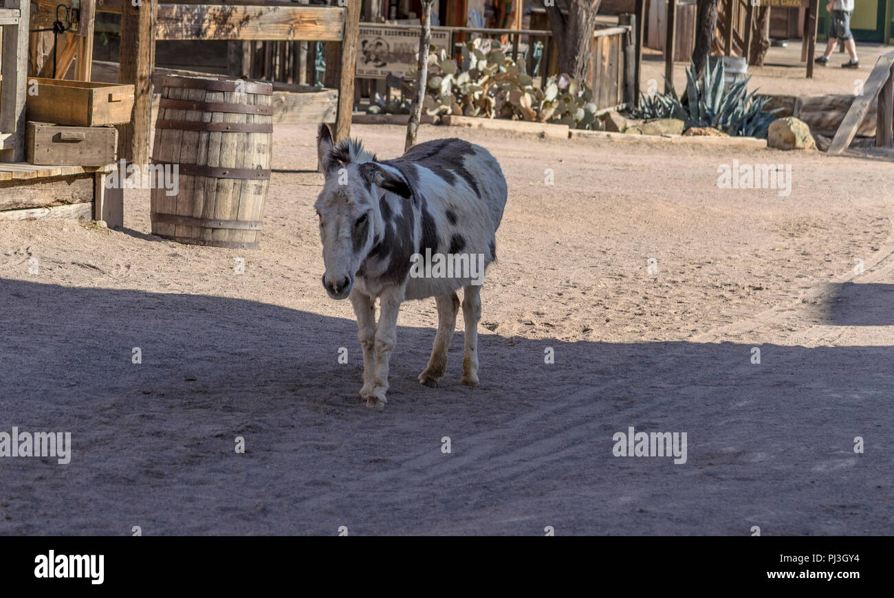 Pony in old West town on dirt street; pony is white with black spots. Stock Photo