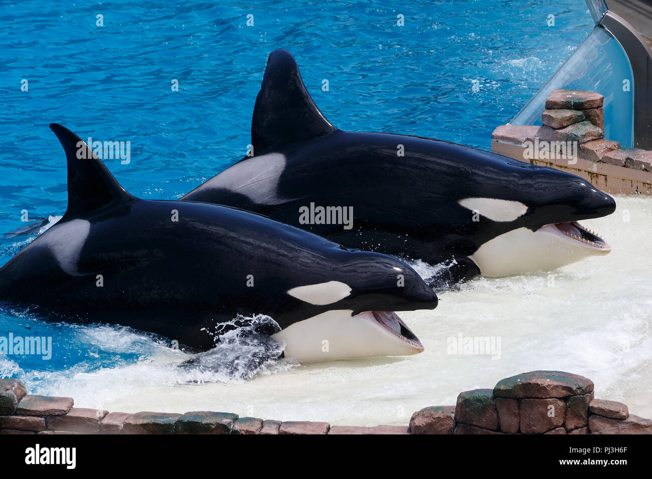 A pair of Killer Whales (Orcinus orca) performs during a show at Sea World, San Diego, California, United States of America Stock Photo