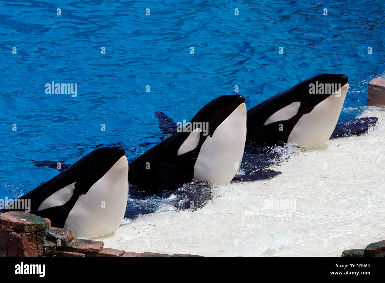 A trio of Killer Whales (Orcinus orca) performs during a show at Sea World, San Diego, California, United States of America Stock Photo