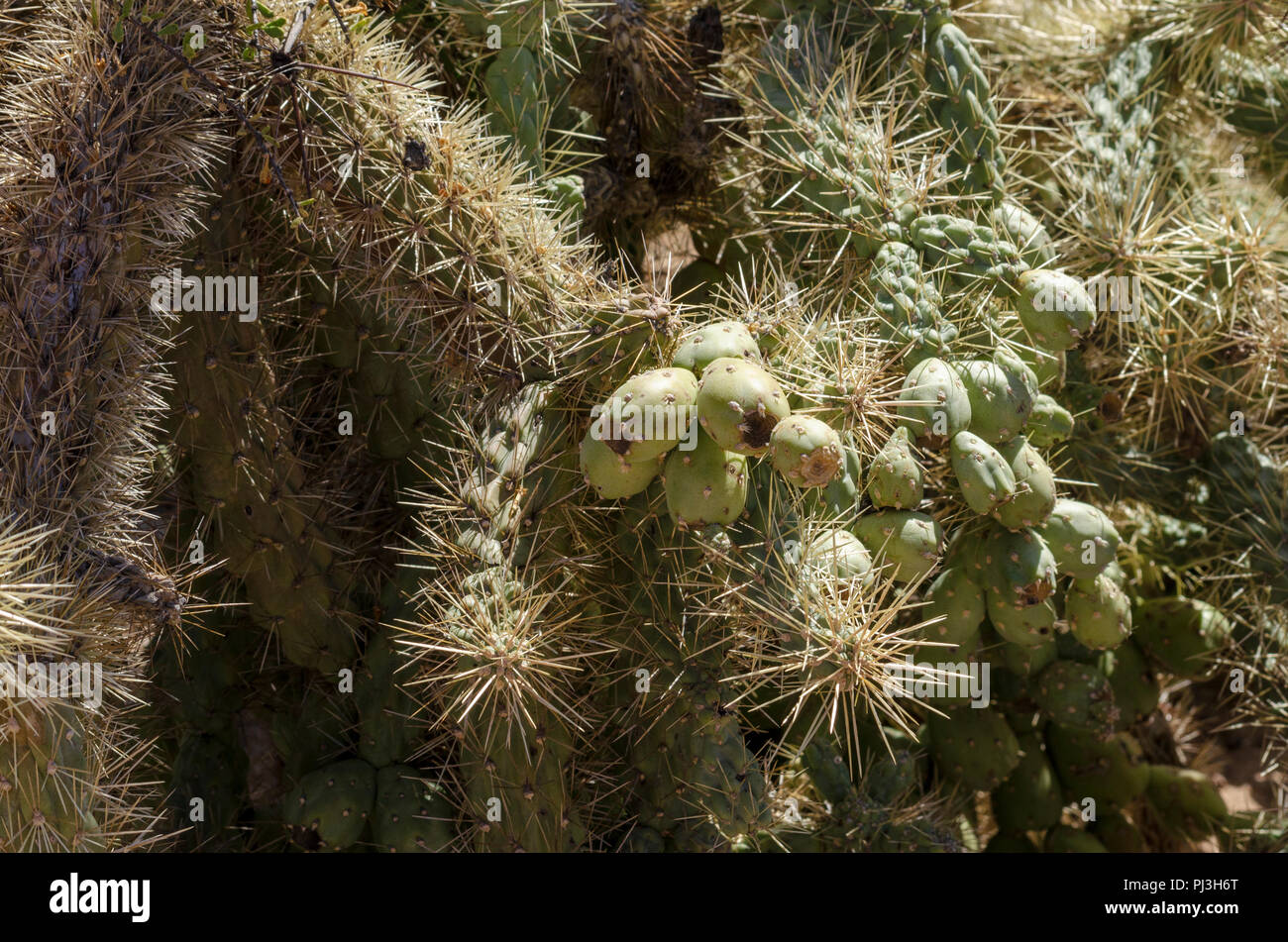 Cactus with fruit and thorns Stock Photo Alamy