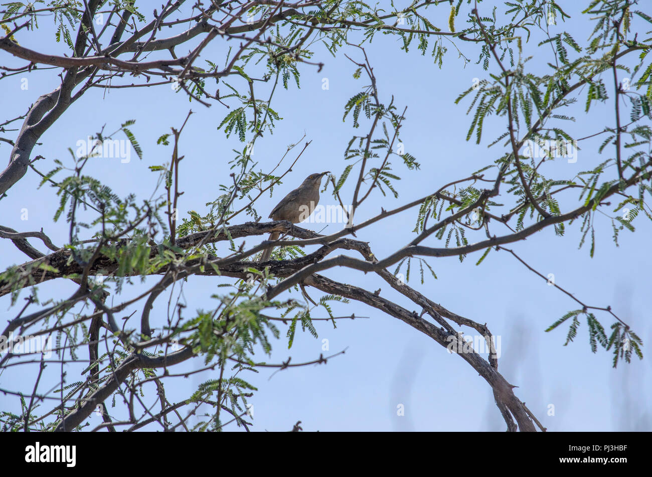Common Arizona bird setting in a tree. Stock Photo