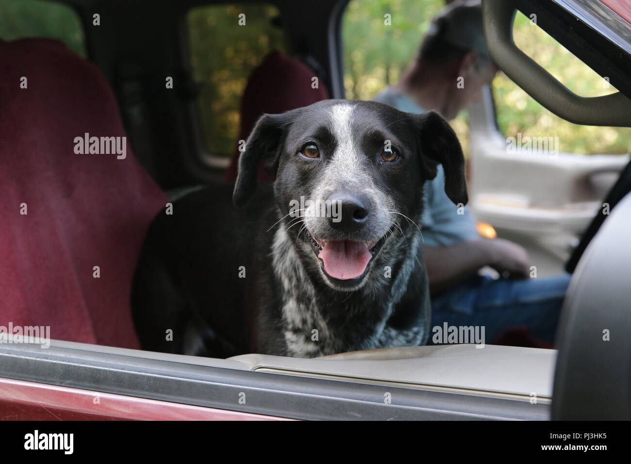 black and white dog in truck Stock Photo