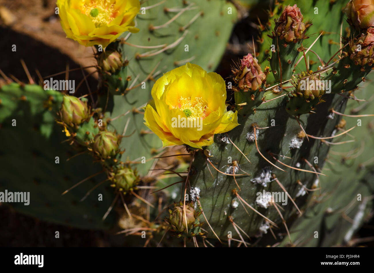 Prickly pear cactus in bloom with yellow flowers. Stock Photo