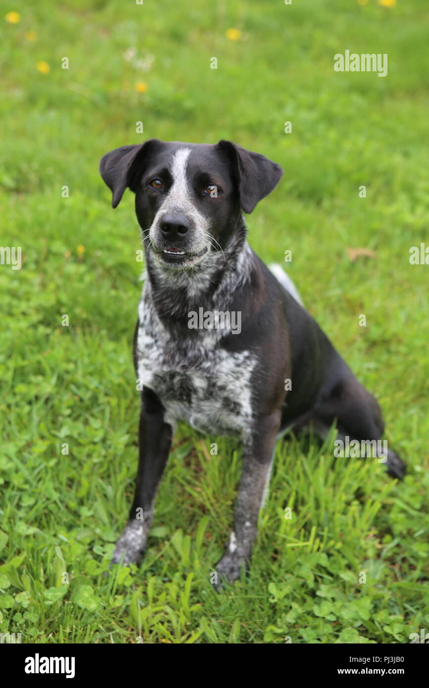 black and white dog in the grass Stock Photo Alamy