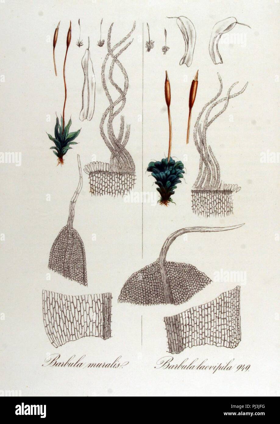 Barbula laeviphila — Flora Batava — Volume v12. Stock Photo
