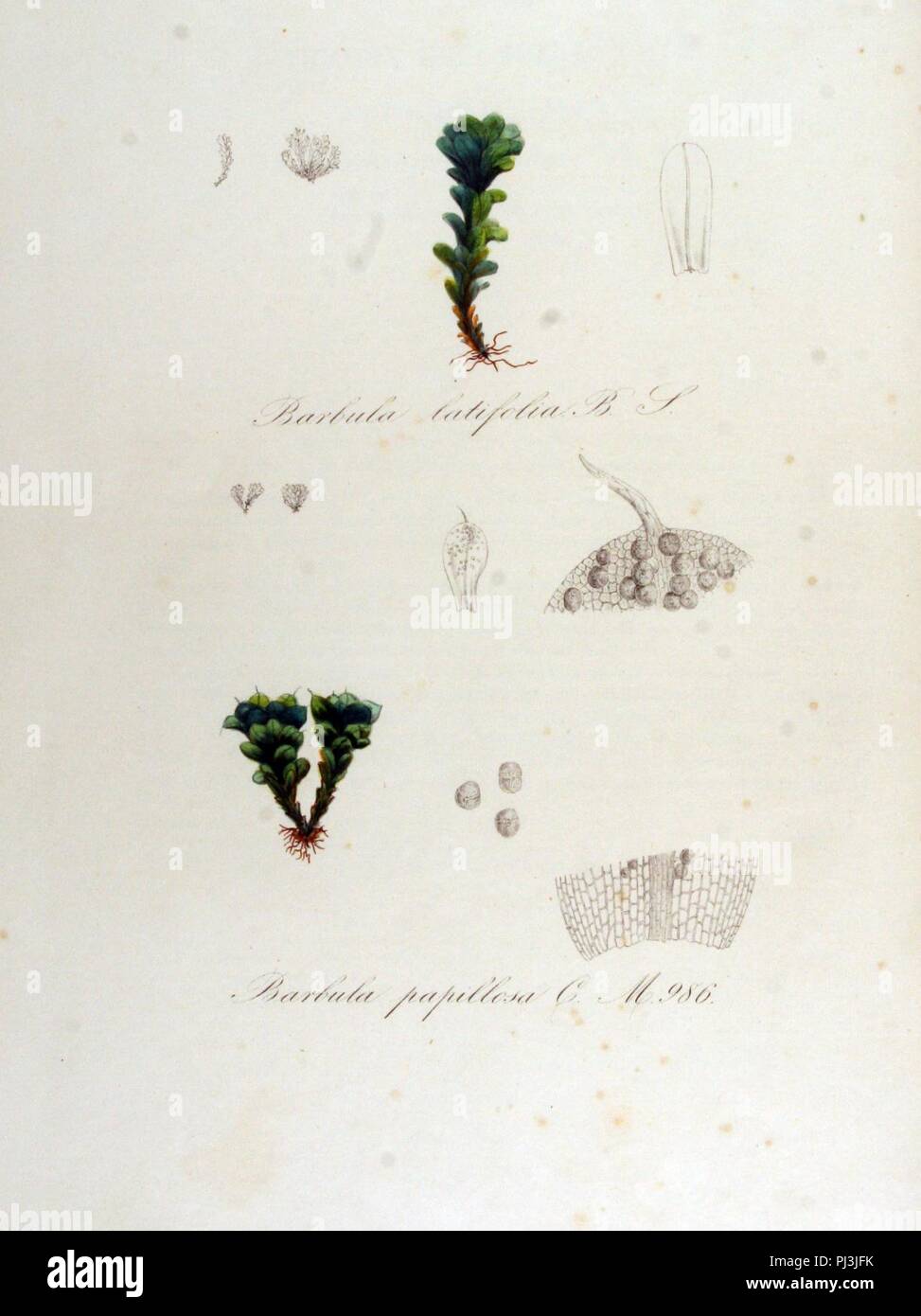 Barbula latifolia — Flora Batava — Volume v13. Stock Photo