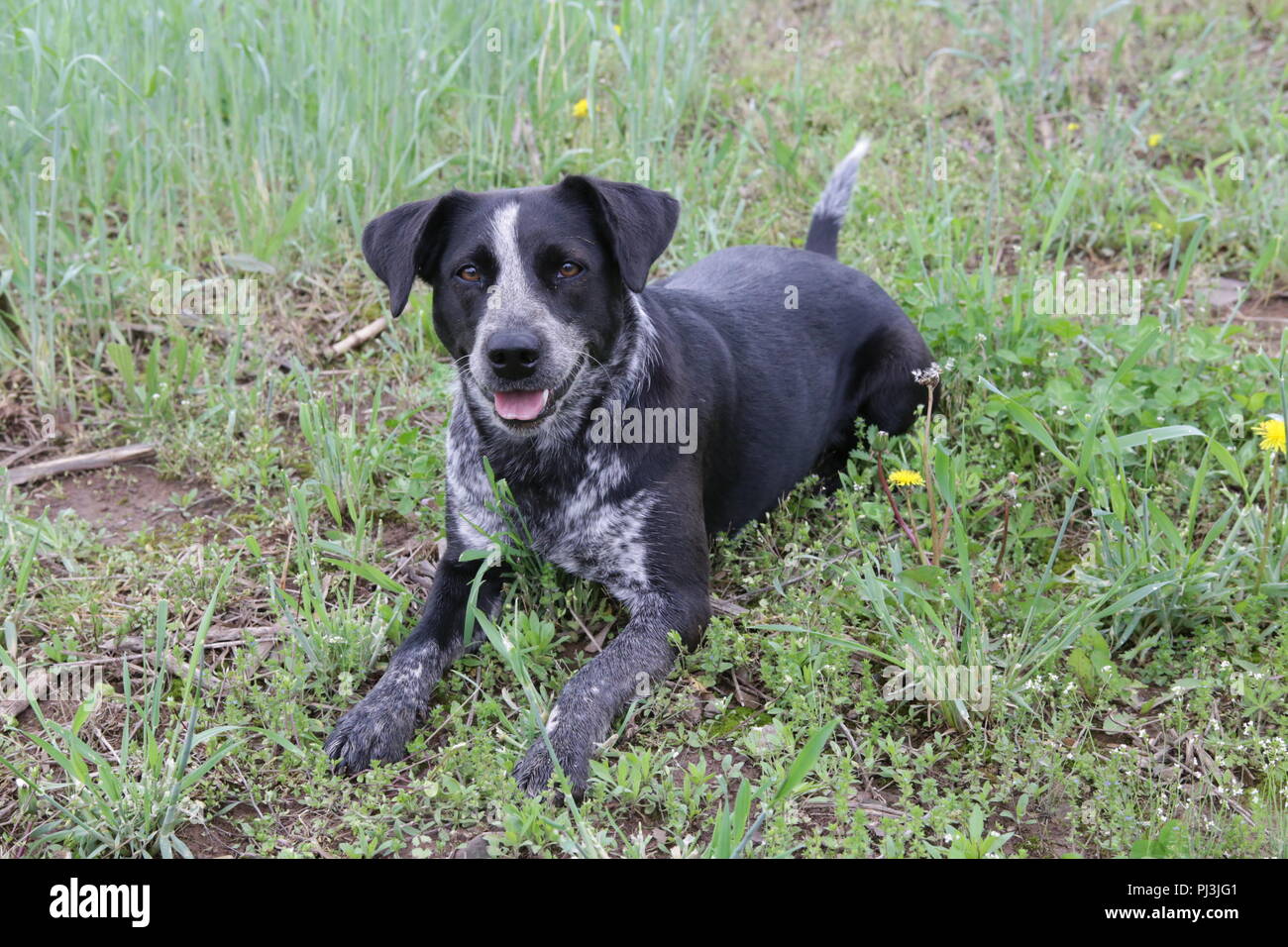 black and white dog in the grass Stock Photo