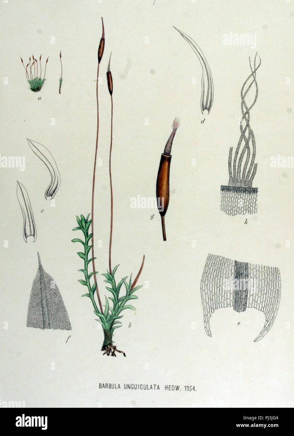 Barbula unguiculata — Flora Batava — Volume v15. Stock Photo