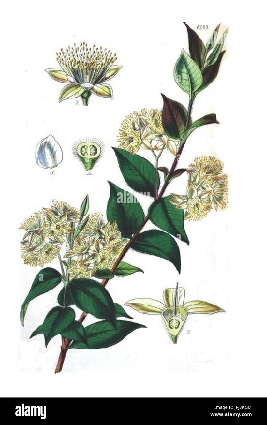 Backhousia myrtifolia. Stock Photo