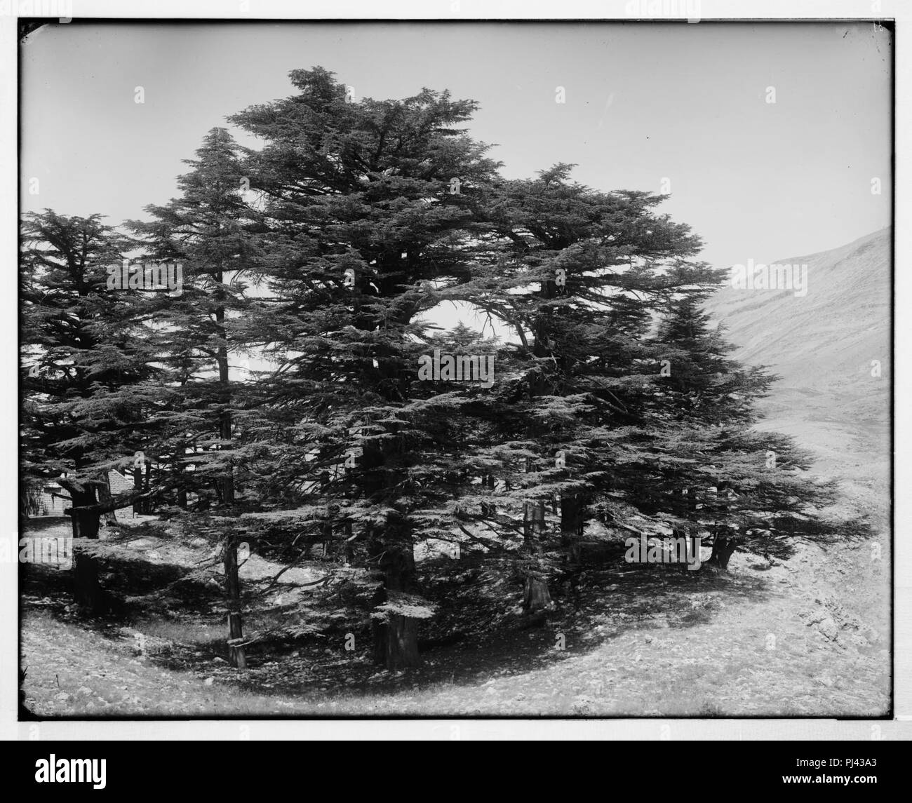 Lebanon cedars Black and White Stock Photos & Images - Alamy