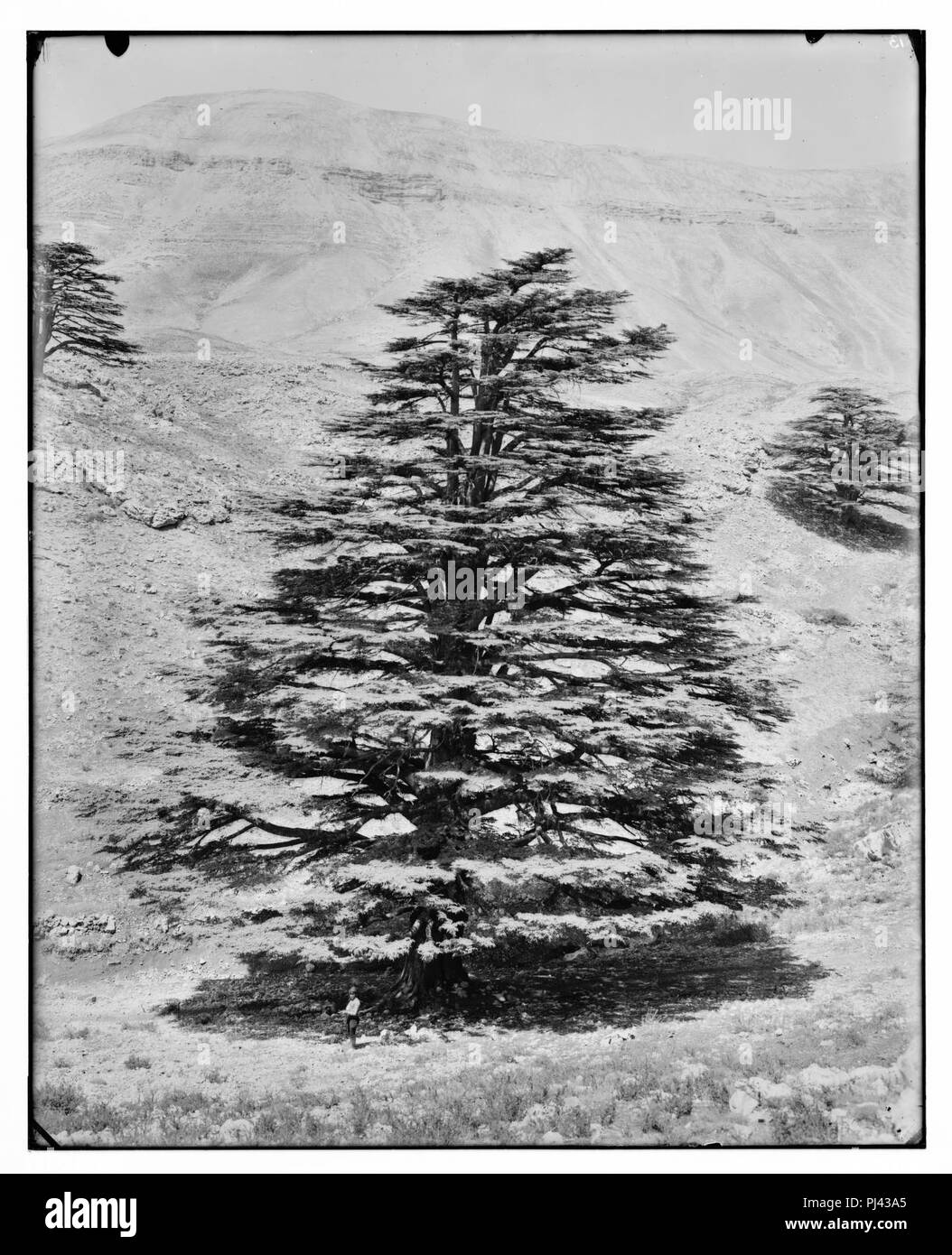 Lebanon cedars Black and White Stock Photos & Images - Alamy