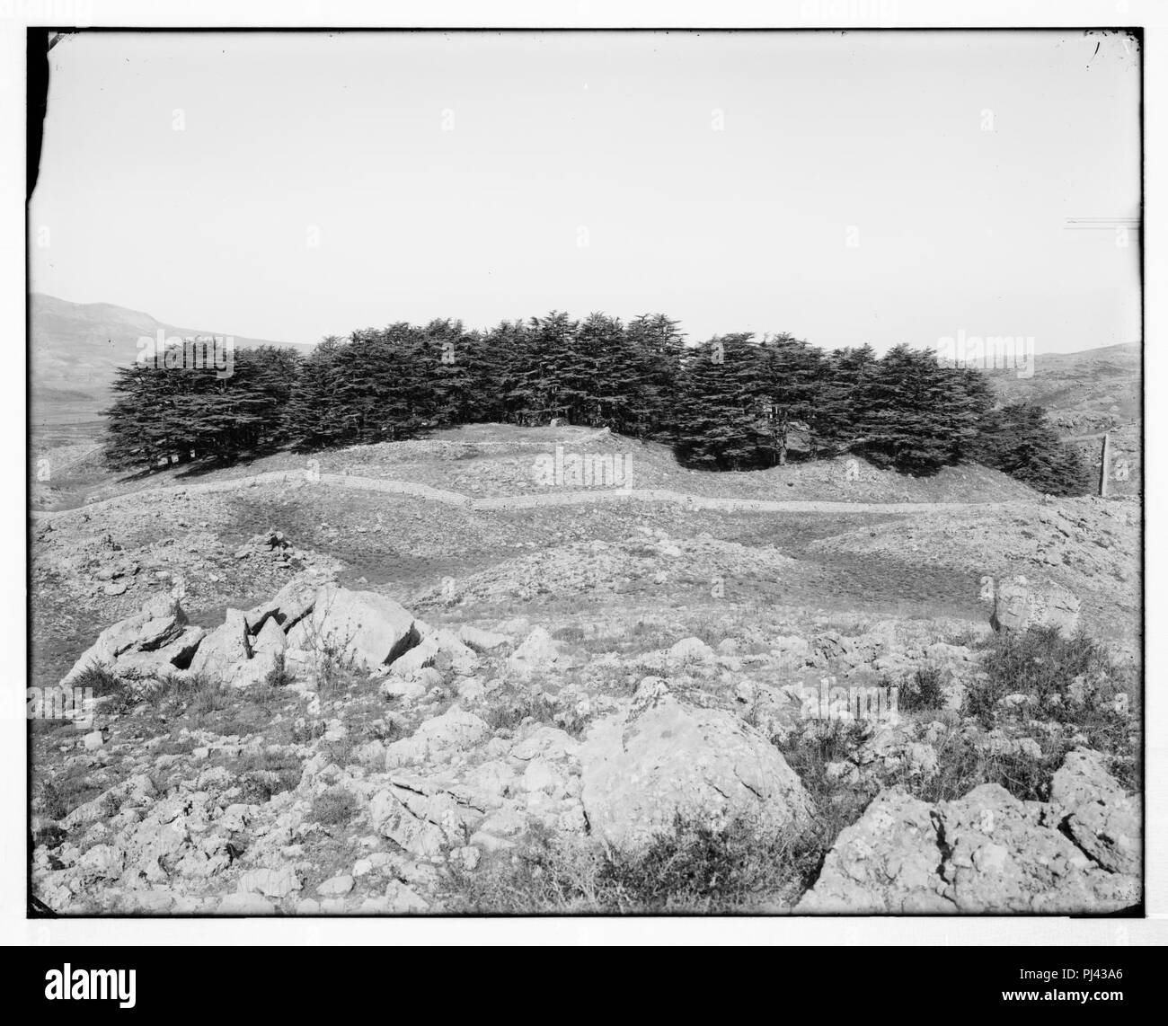 Lebanon cedars Black and White Stock Photos & Images - Alamy