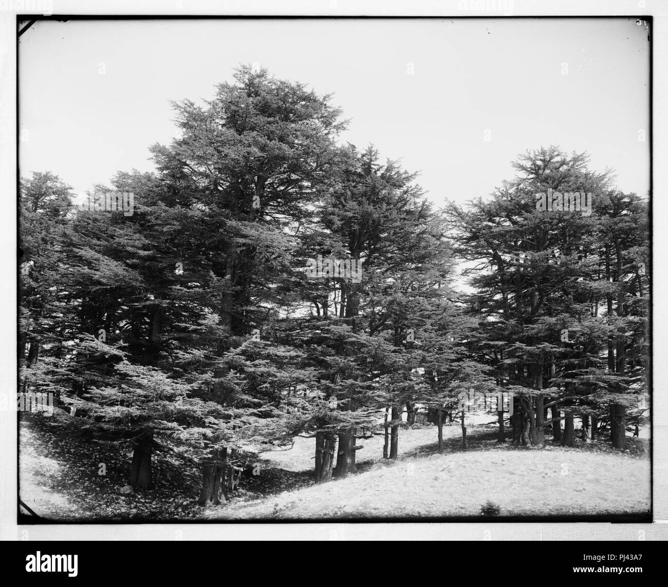 Lebanon cedars Black and White Stock Photos & Images - Alamy