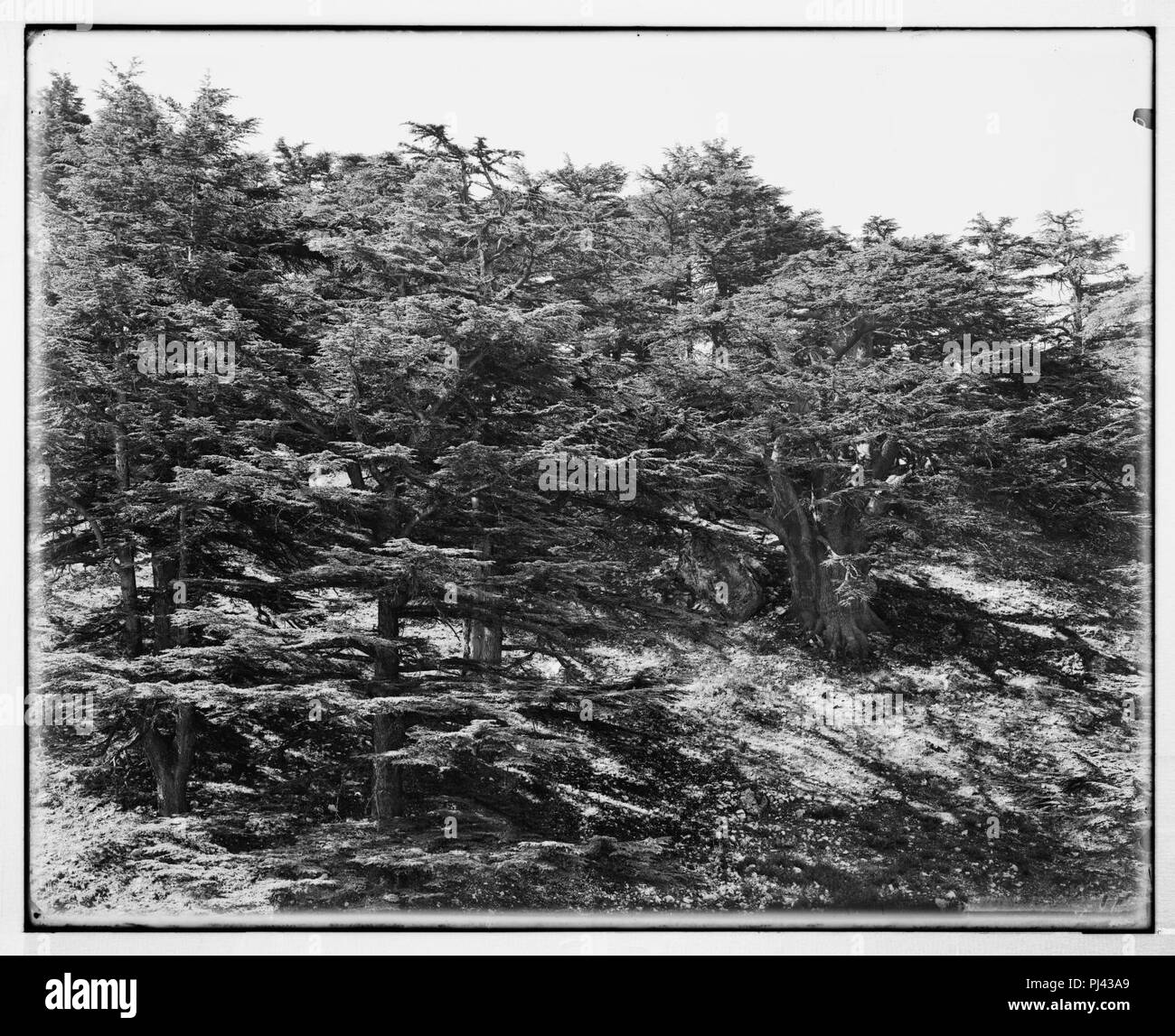 Lebanon cedars Black and White Stock Photos & Images - Alamy