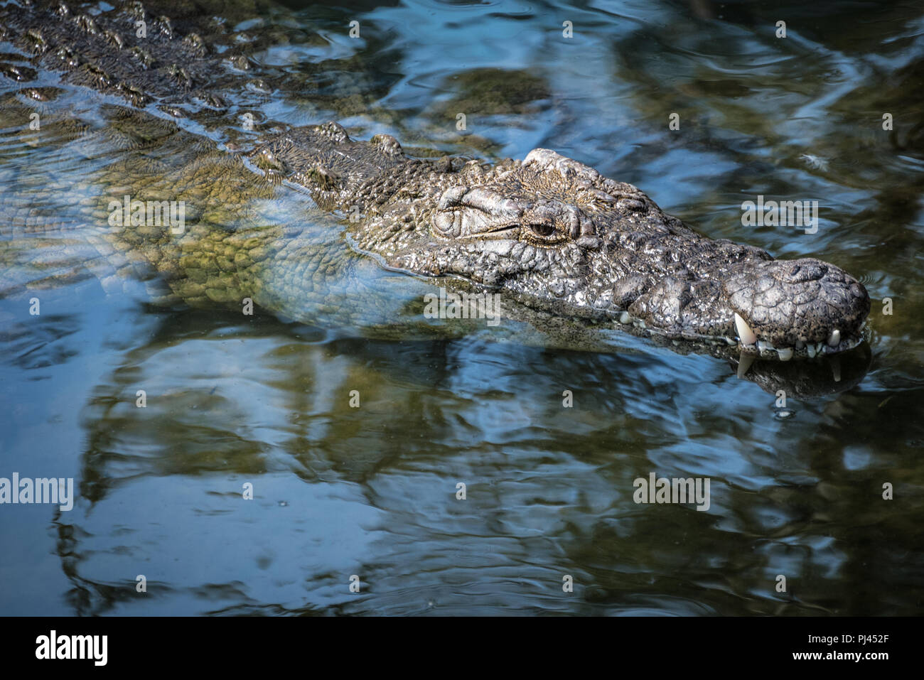 Alligator surfacing at St. Augustine Alligator Farm in St. Augustine , Florida. (USA) Stock Photo
