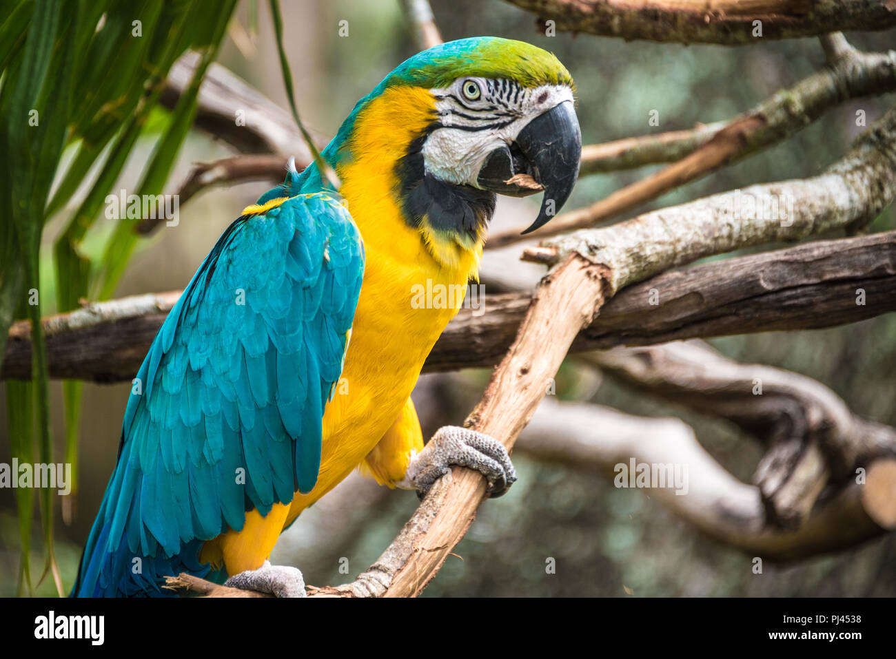 A colorful blue-and-gold macaw (also known as a blue-and-yellow macaw) at the St. Augustine Alligator Farm Zoological Park in St. Augustine, FL. (USA) Stock Photo