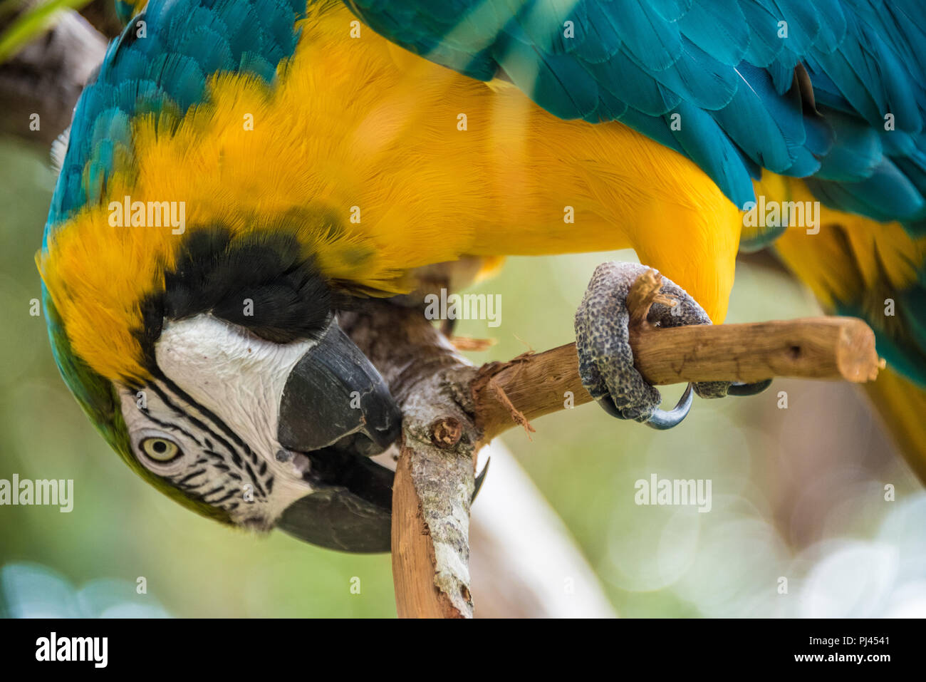 Blue-and-yellow macaw (also known as a blue-and-gold macaw) at the St. Augustine Alligator Farm Zoological Park in St. Augustine, FL. (USA) Stock Photo