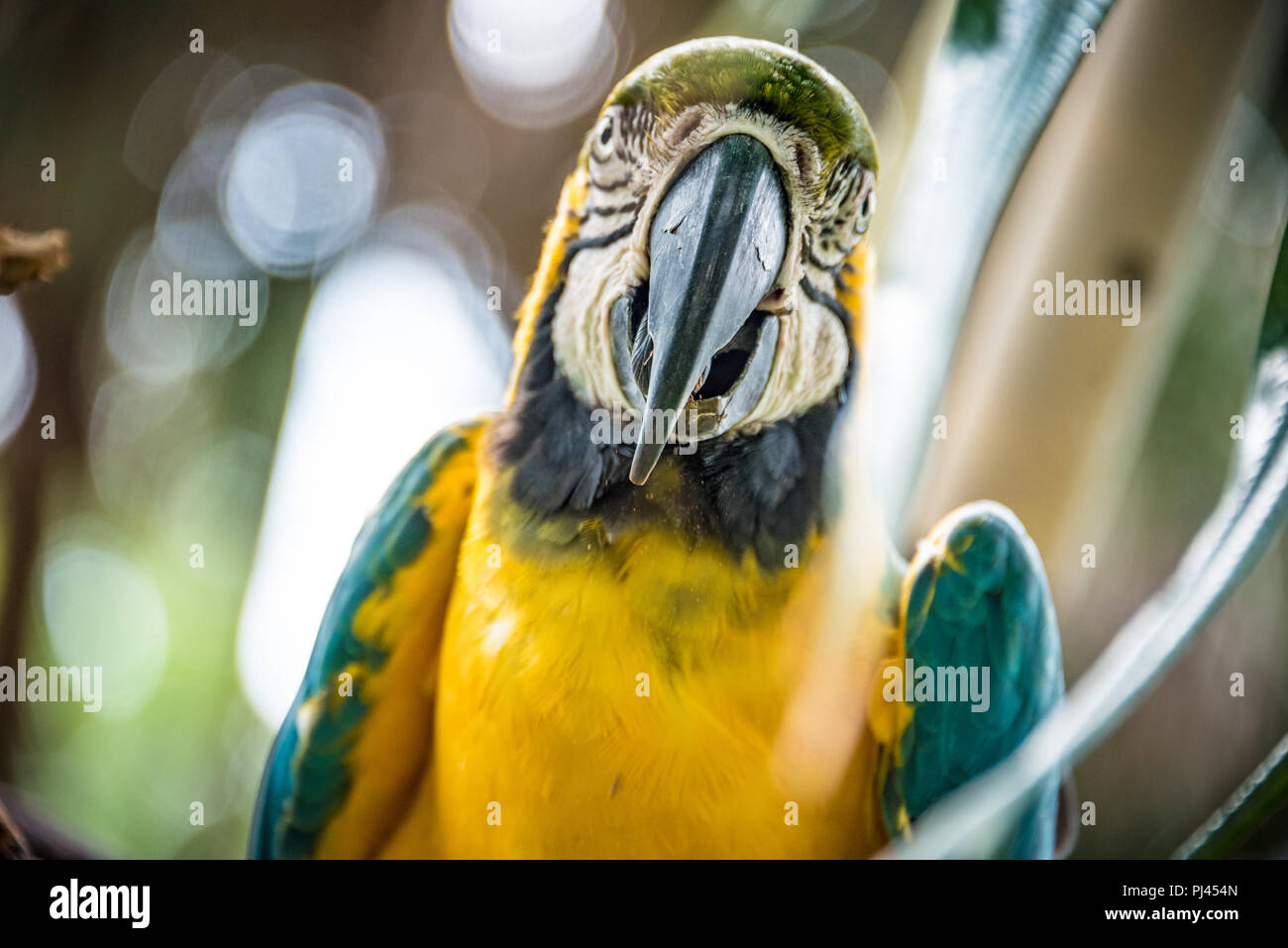 Blue-and-gold macaw (also known as a blue-and-yellow macaw) at the St. Augustine Alligator Farm Zoological Park in St. Augustine, FL. (USA) Stock Photo