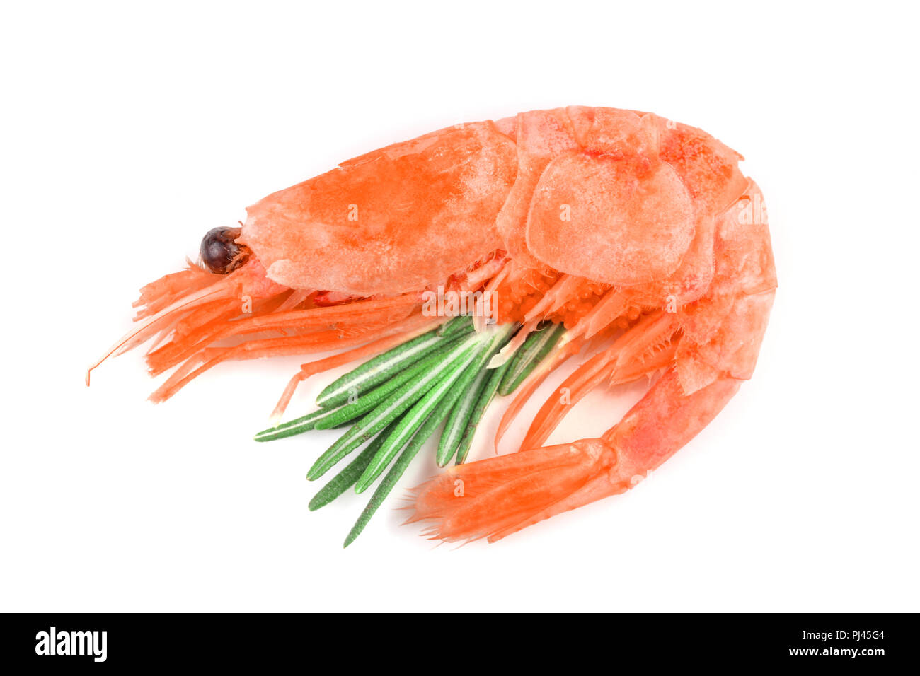 Red cooked prawn or shrimp with rosemary isolated on white background Stock Photo