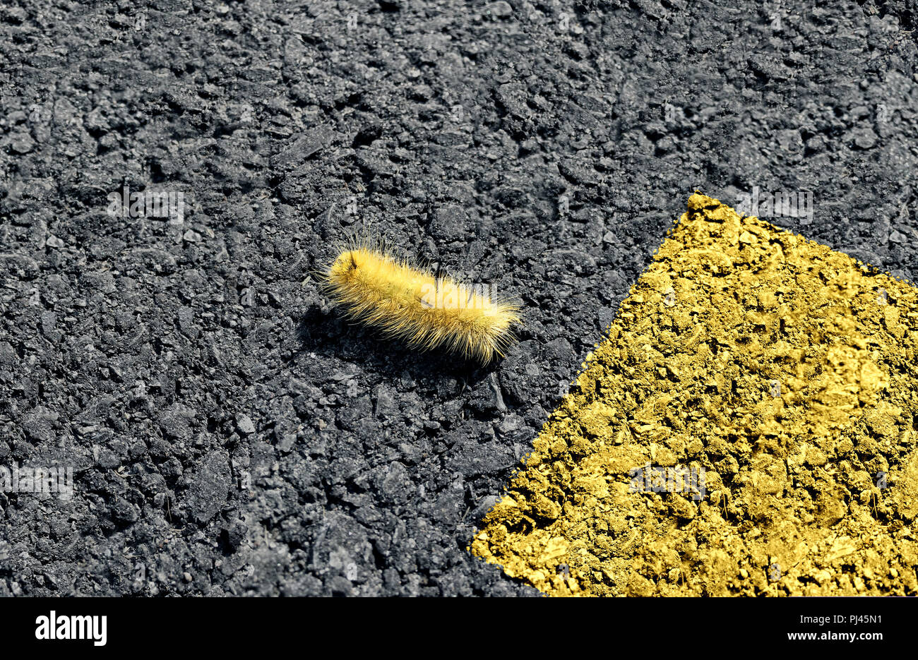 Danger and safety concept as a caterpillar crossing a dangerous highway towards pinted street lines as a road safety symbol. Stock Photo