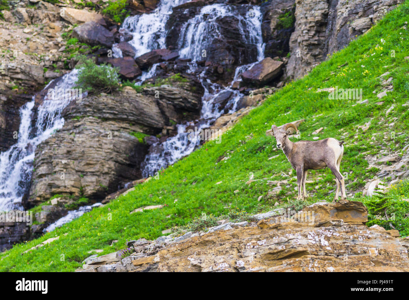 big horn sheep at Glacier national park,Montana,usa Stock Photo Alamy
