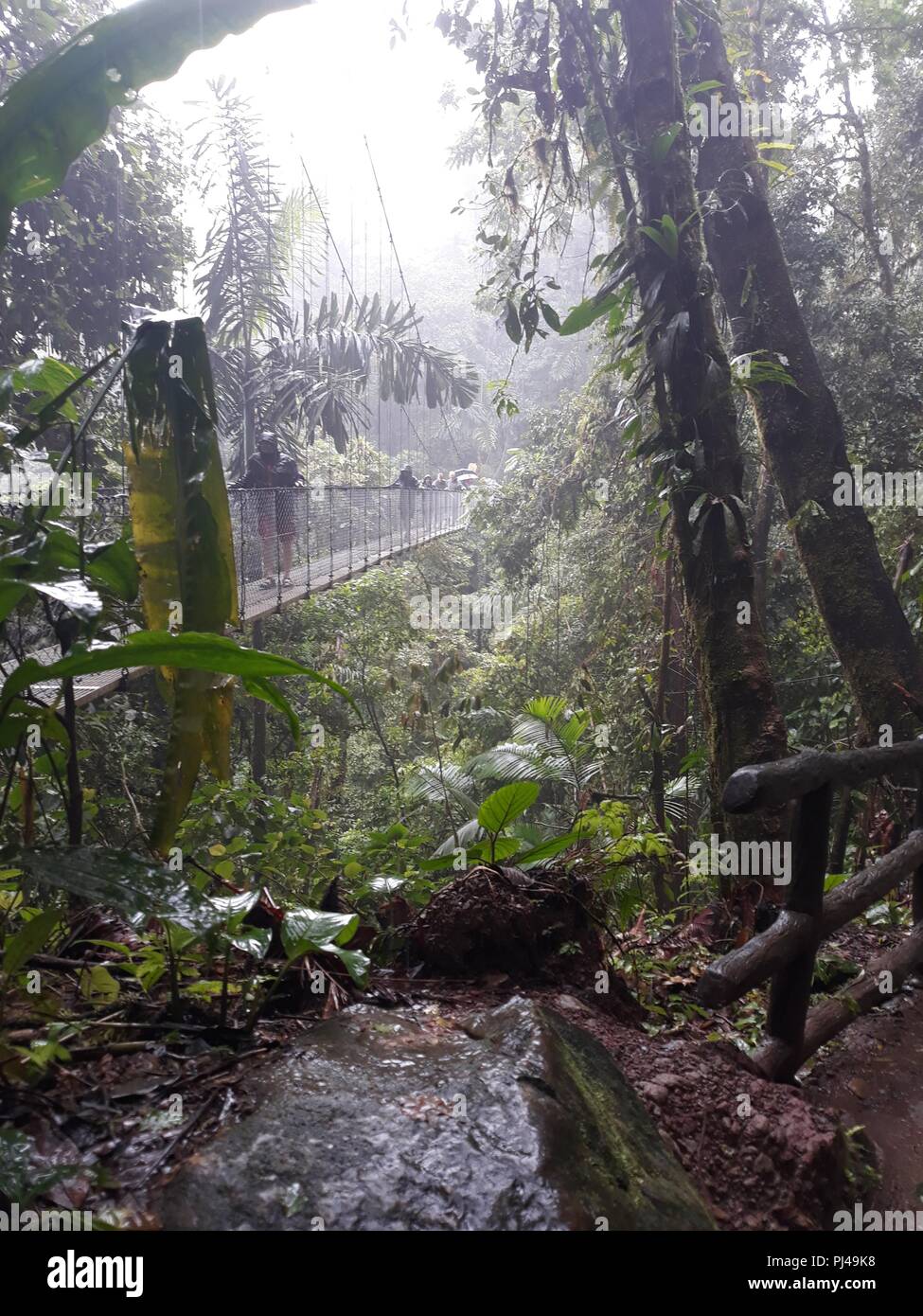 People crossing a suspension bridge in the rainforest jungle in the rain Stock Photo