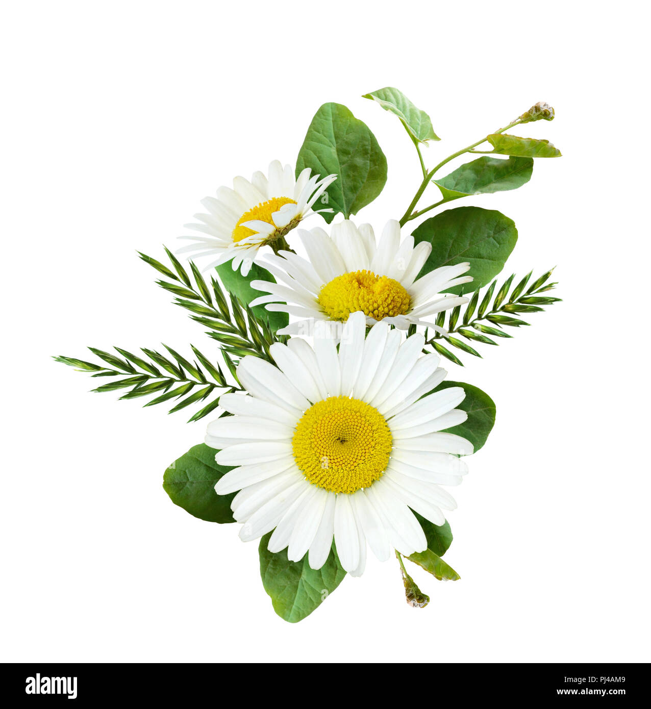 Daisy flowers and wild grass in a summer arrangement isolated on white ...