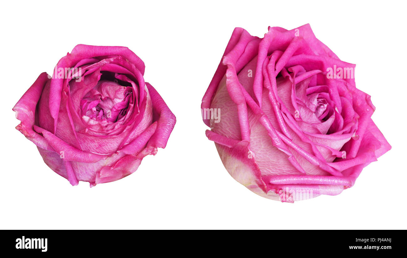 Set of pink rose flower isolated on white Stock Photo - Alamy