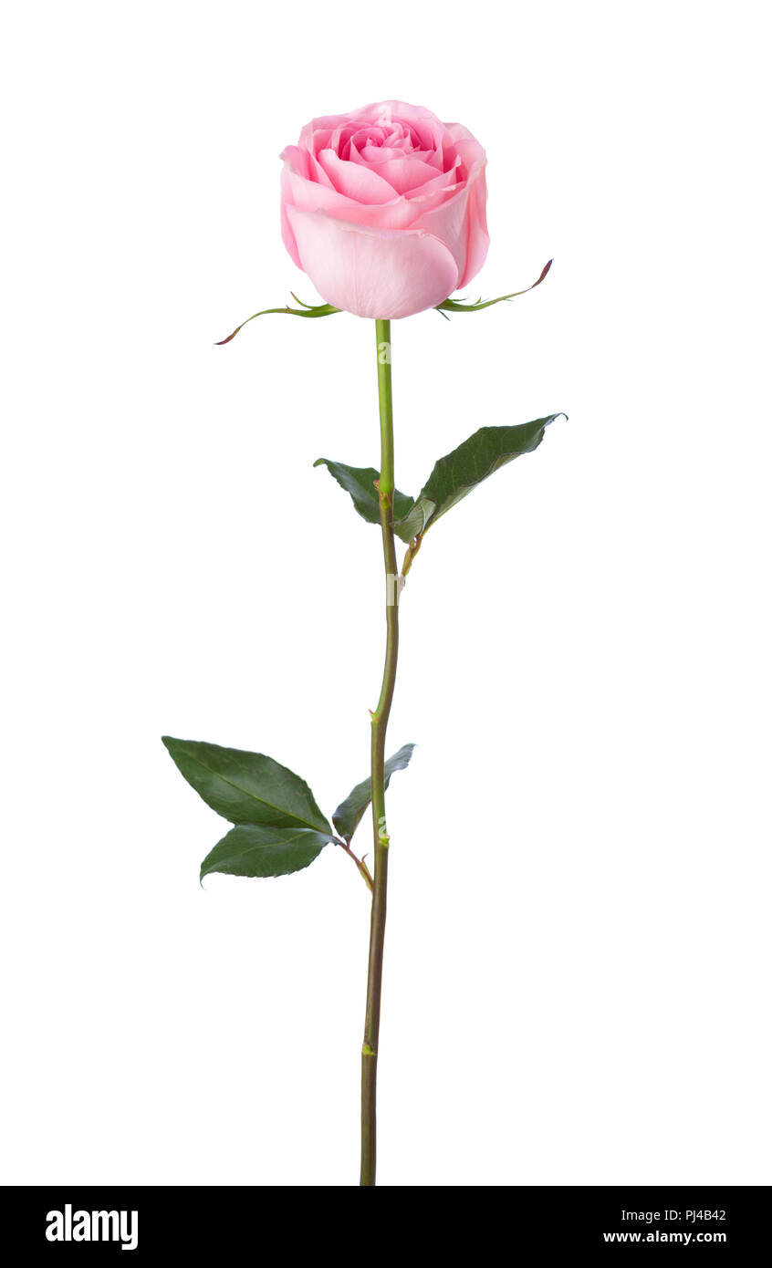 Light pink rose isolated on white background. Stock Photo