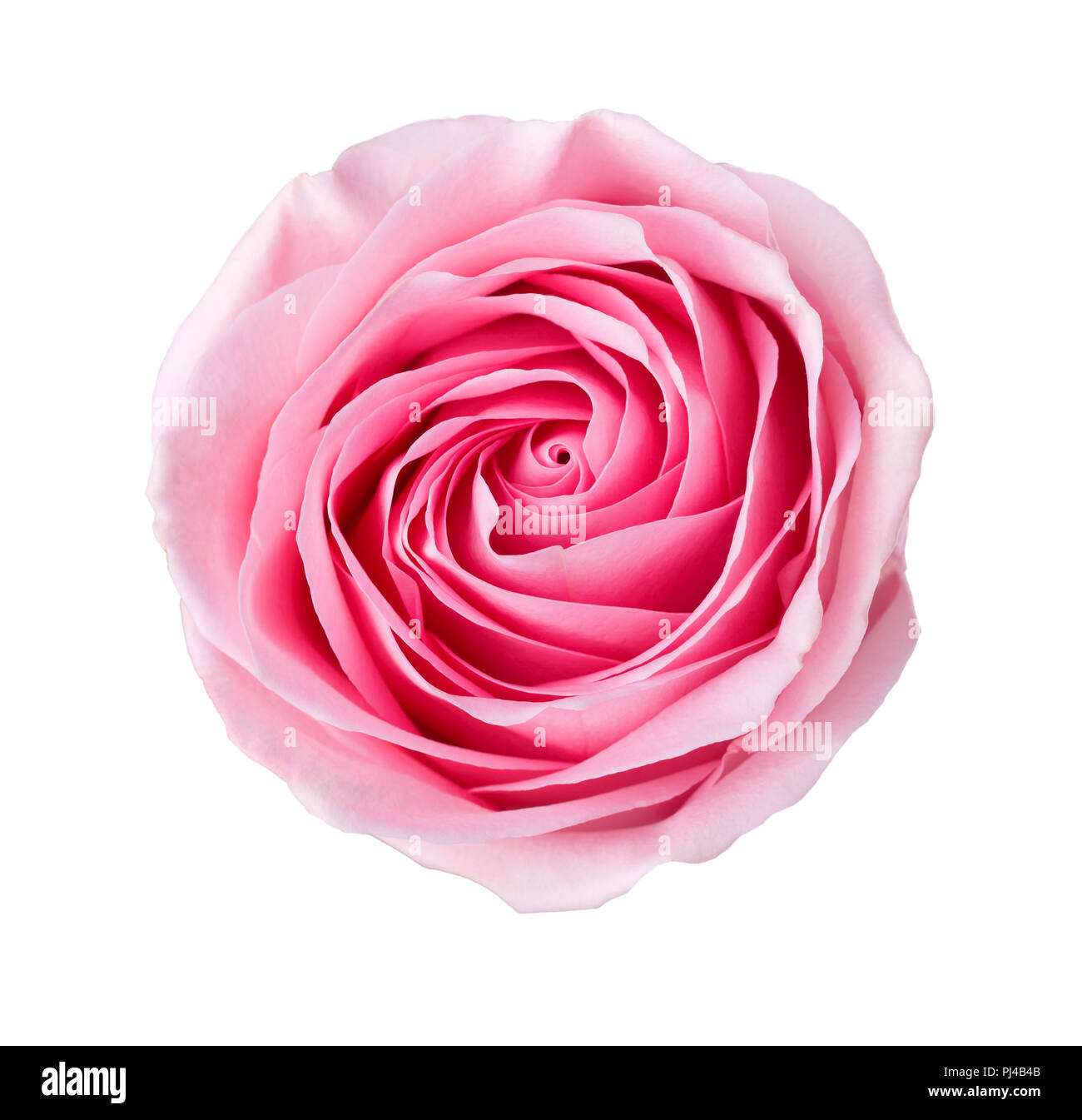 Goodinfo: Light Pink Rose White Background