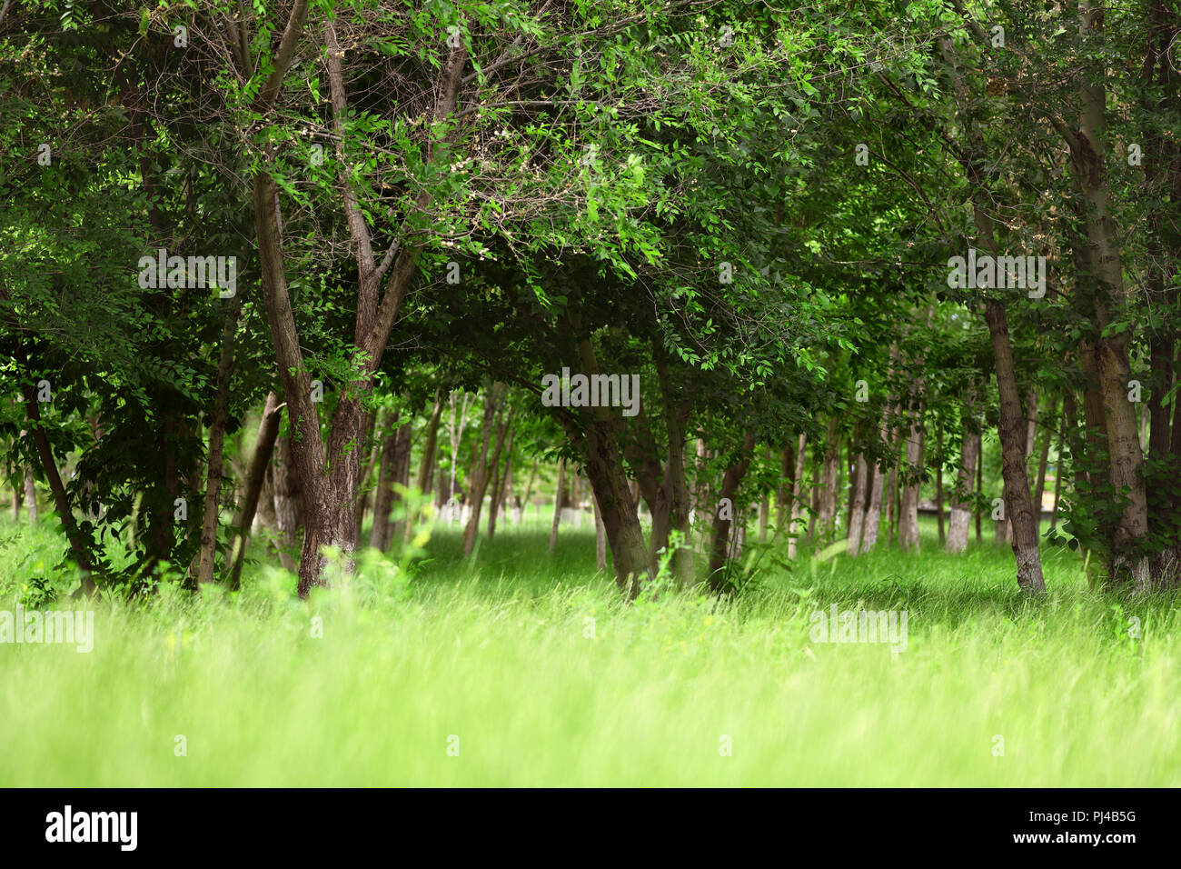 Green park with trees and wild grass for summer background Stock Photo ...