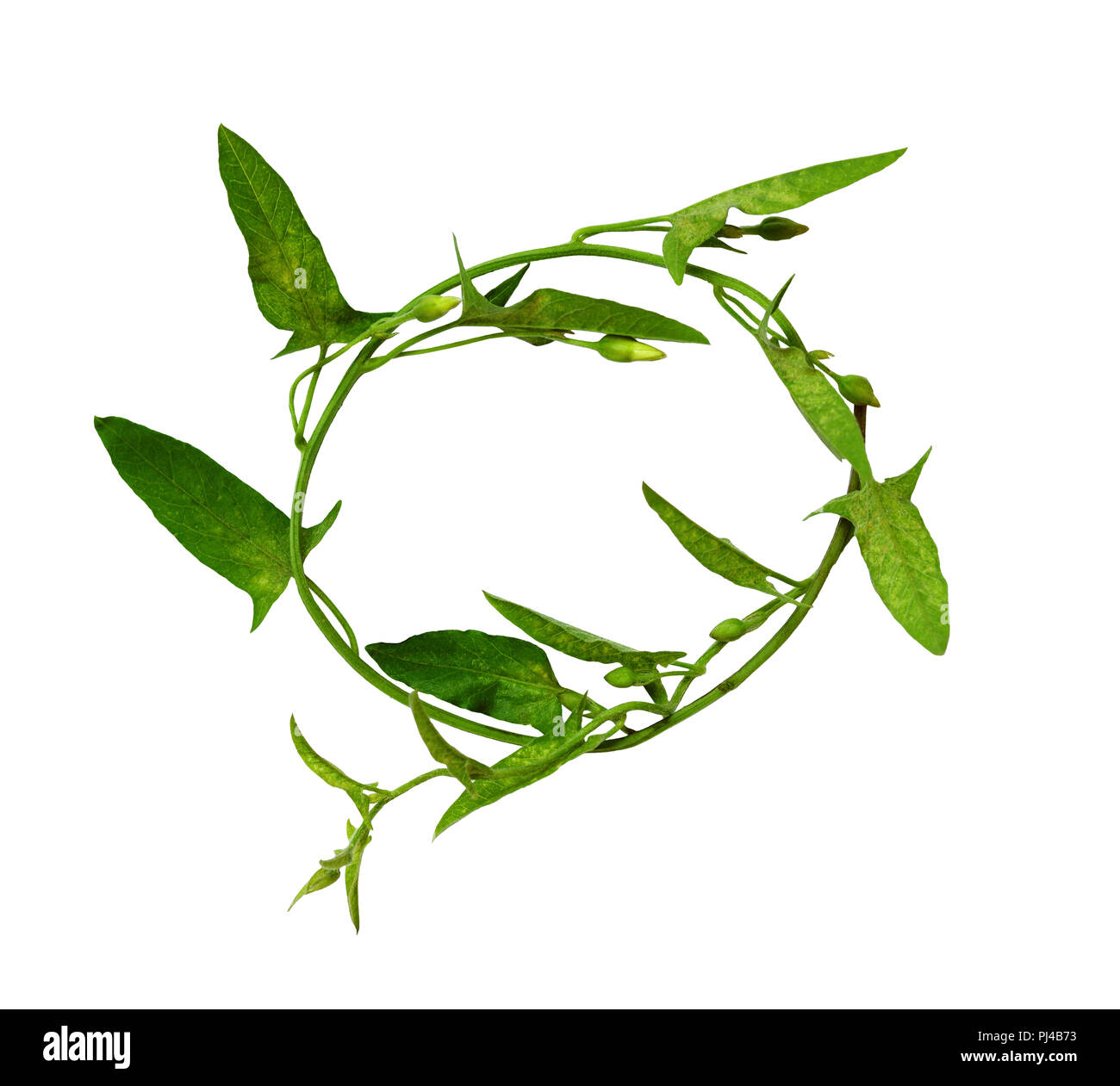 Round frame from bindweed sprig with green leaves and buds isolated on white background Stock Photo
