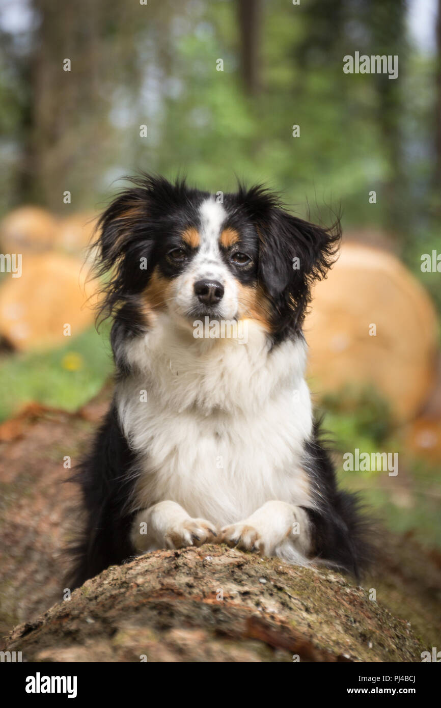 Nala the Miniature Australian Shepherd, Stock Photo