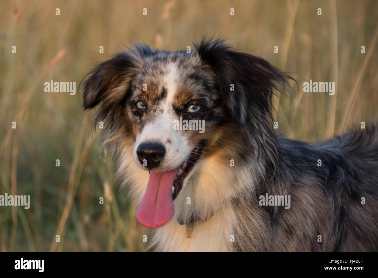 Mili the Miniature Australian Shepherd, Stunning Blue Eyes, Stock Photo