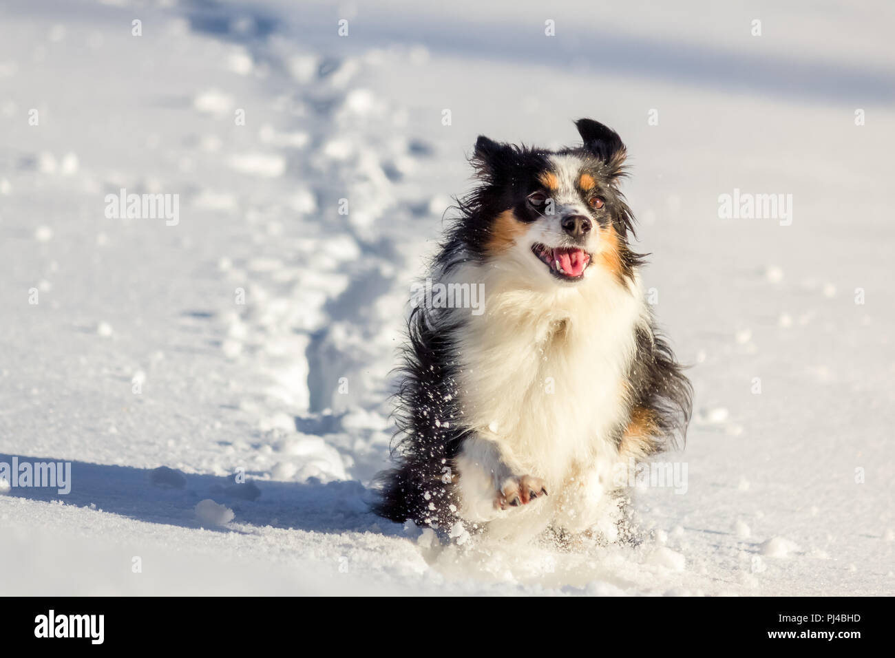 Nala the Miniature Australian Shepherd, Stock Photo