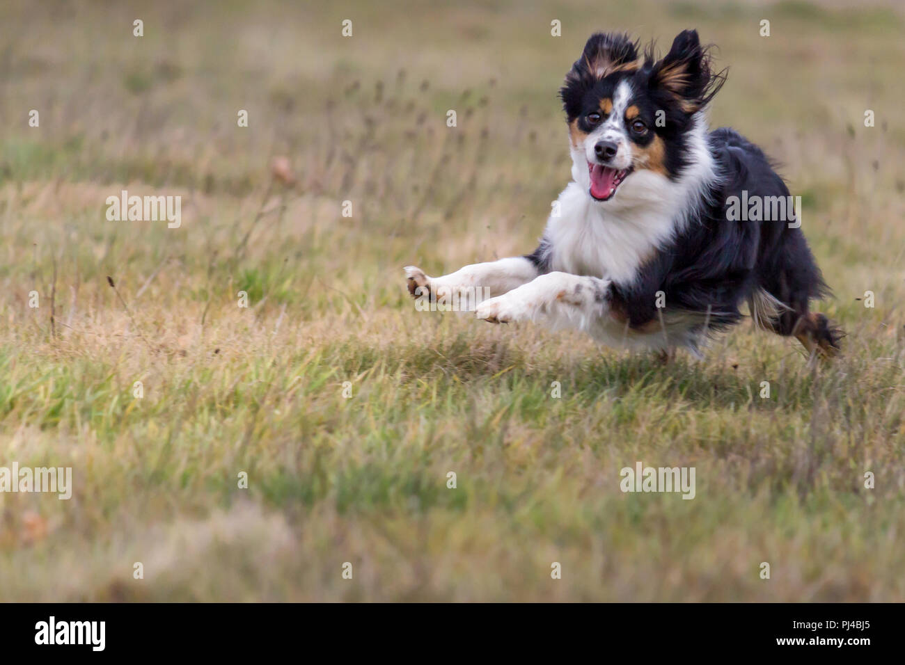 Nala the Miniature Australian Shepherd, Stock Photo