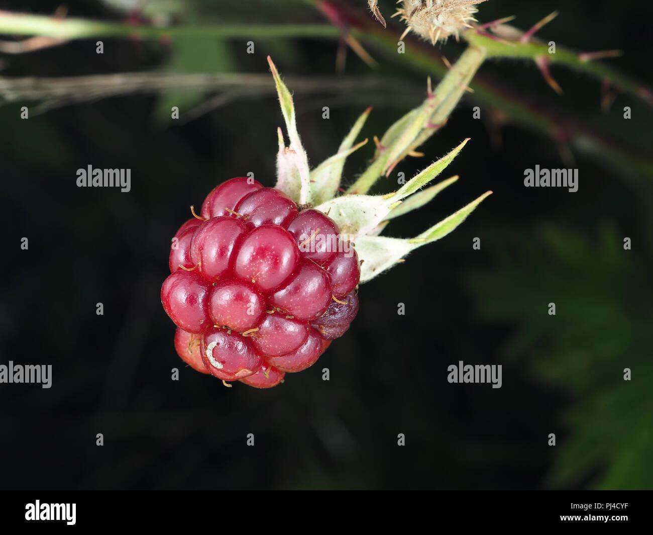 Wild Rubus laciniatus (evergreen blackberry) red unripe berry in Washington state, USA Stock Photo