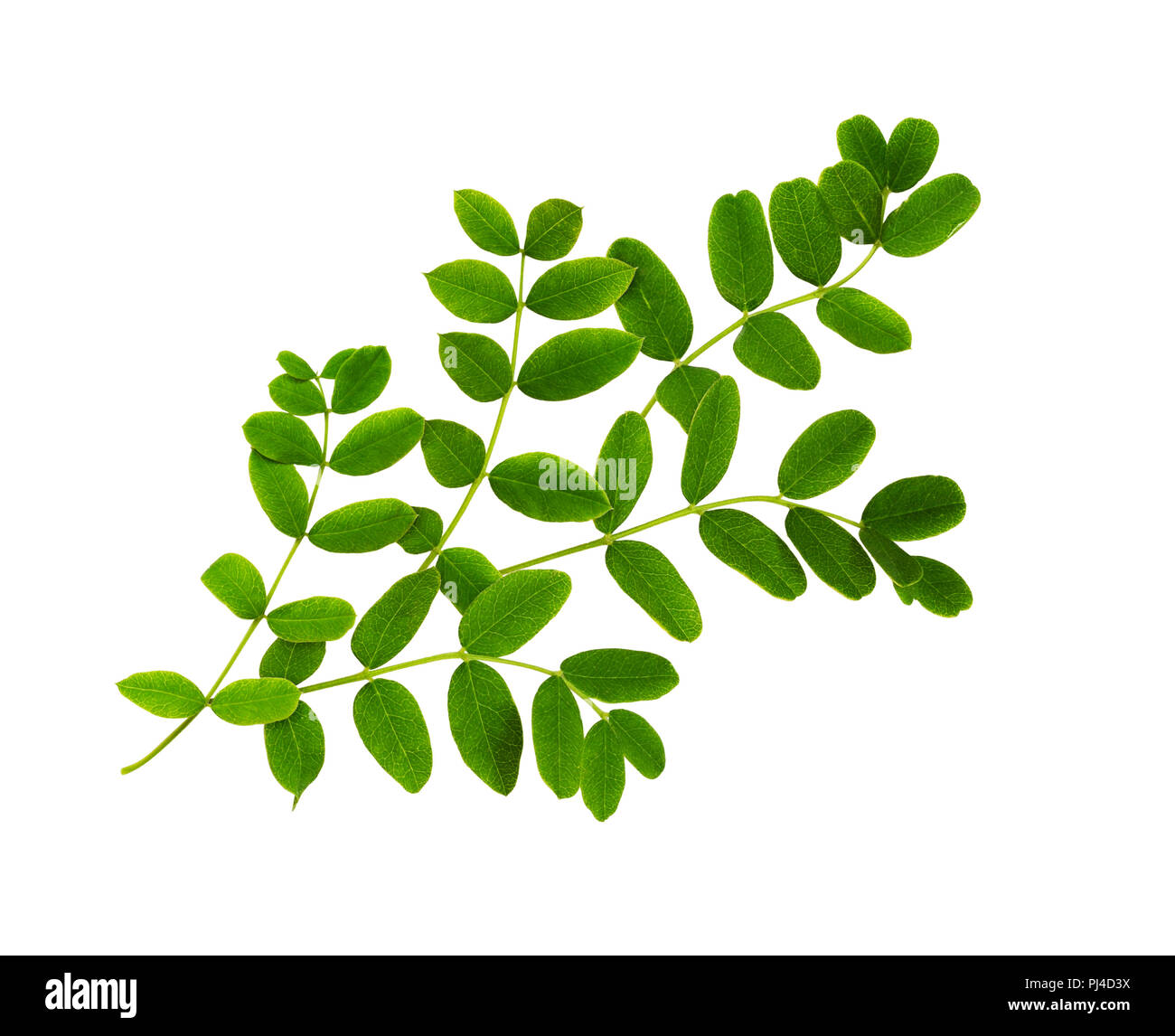 Fresh green leaves of Siberian peashrub isolated on white Stock Photo