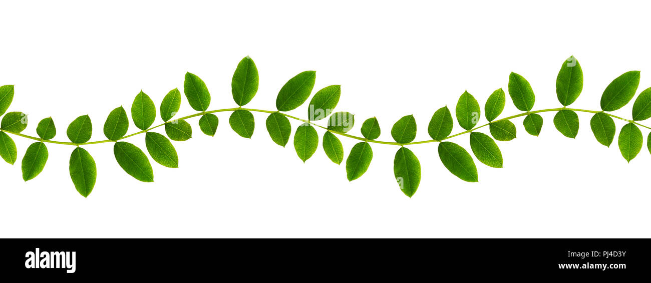 Fresh green leaves of Siberian peashrub in seamless waved pattern isolated on white Stock Photo