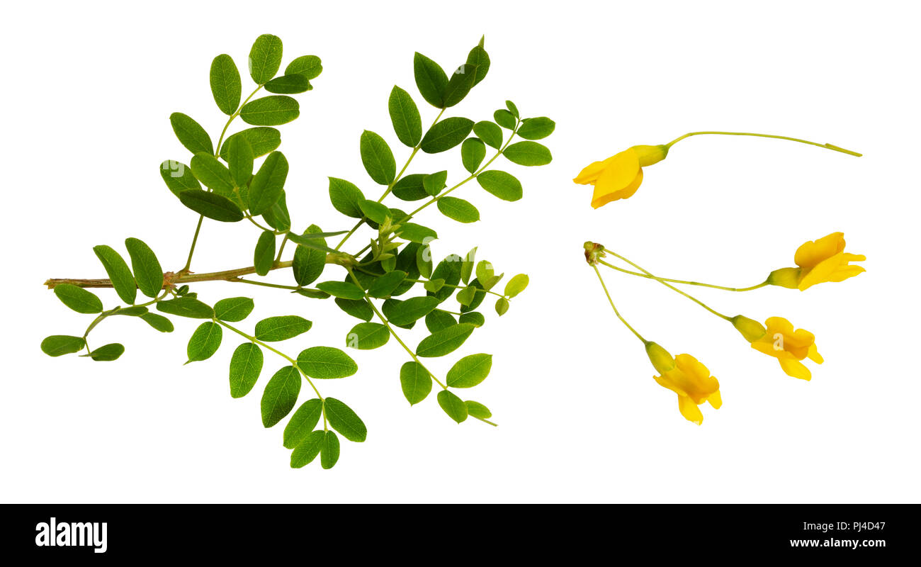 Set of fresh green leaves and yellow flowers of Siberian peashrub isolated on white Stock Photo