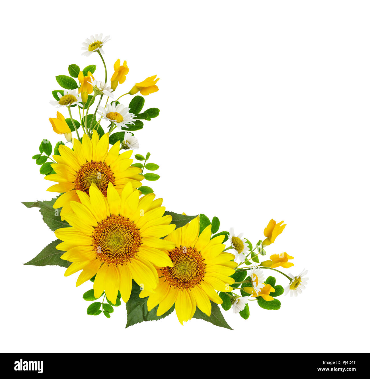 Sunflowers, daisies and acacia flowers and green leaves in a corner arramgement isolated on white background. Flat lay. Top view. Stock Photo