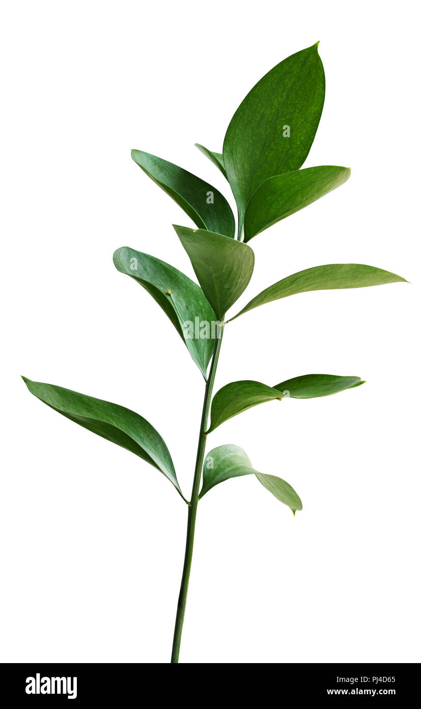 Twig with green leaves isolated on white Stock Photo - Alamy