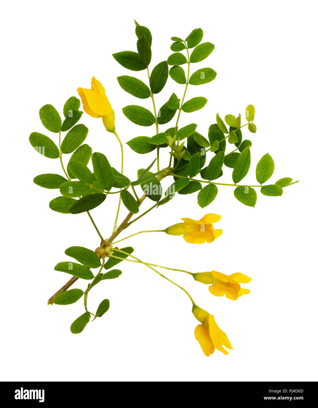 Branch of yellow acacia flowers and leaves isolated on white Stock Photo