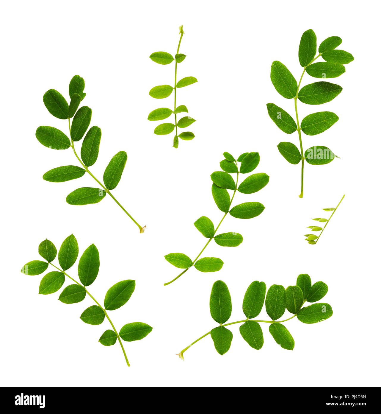 Set of fresh green leaves of Siberian peashrub isolated on white Stock Photo