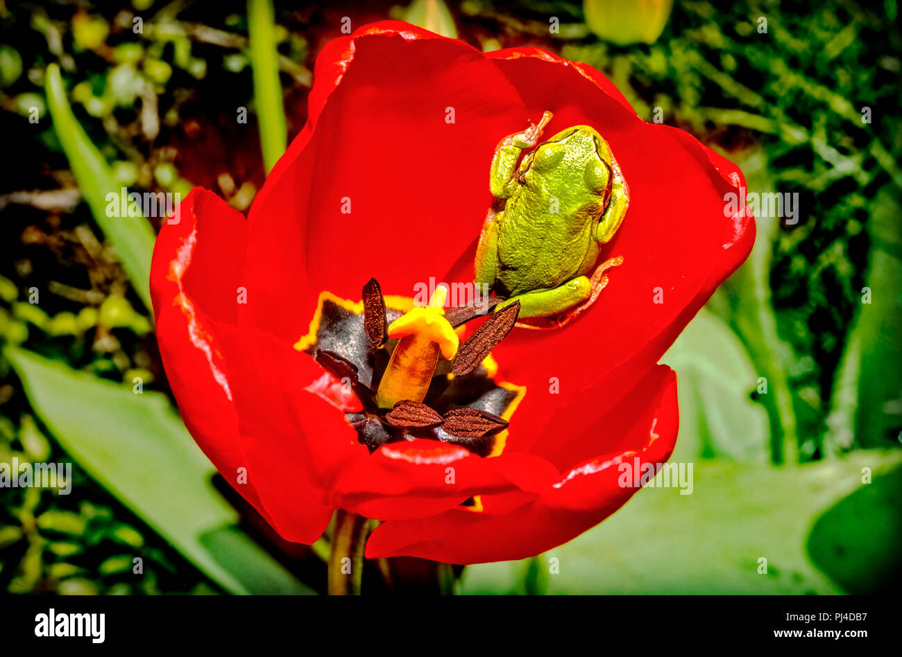 Hyla Arborea - green tree frog on red tulip Stock Photo