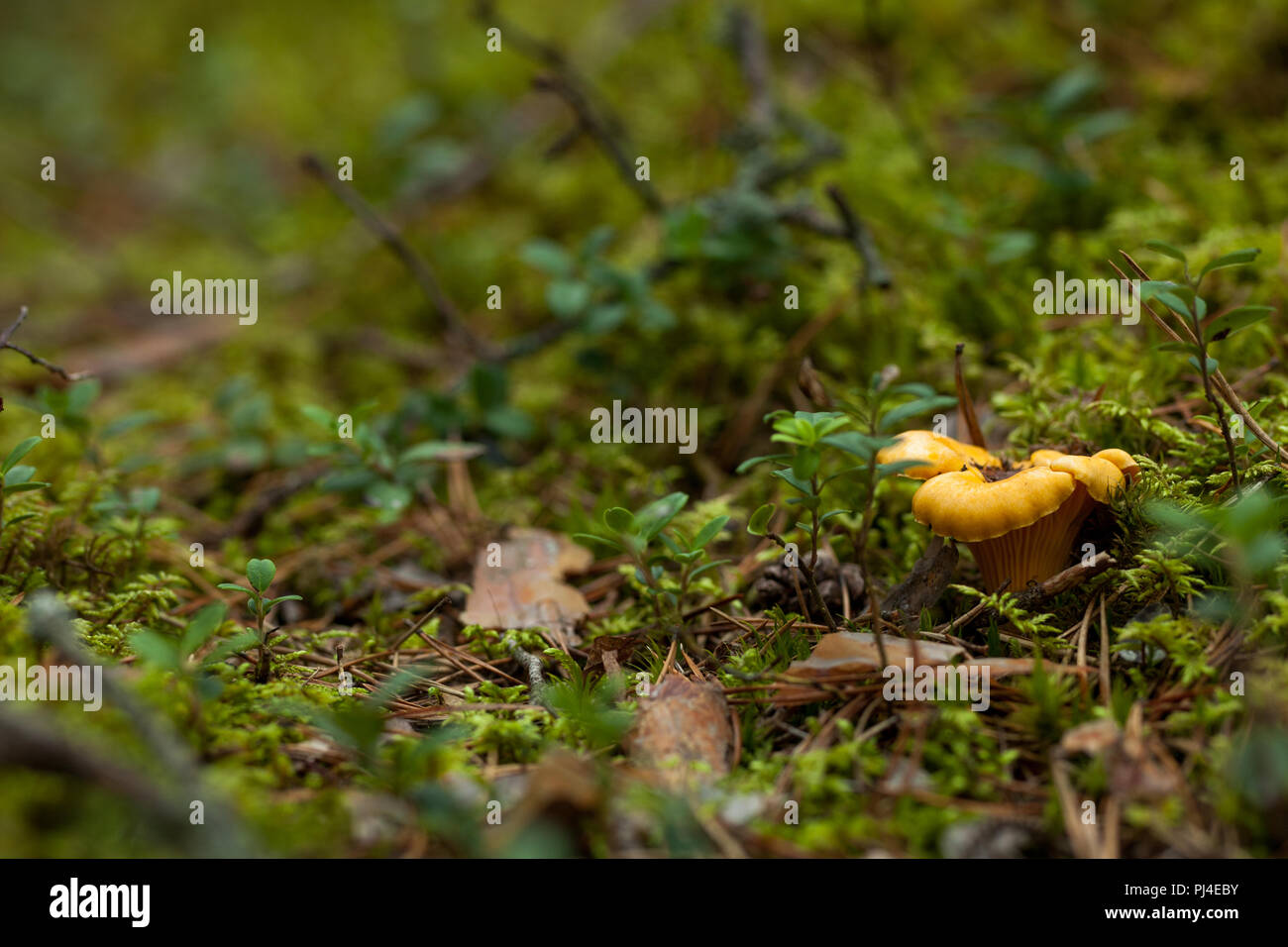 A chanterelle growing in its natural habitat in the forest with copy