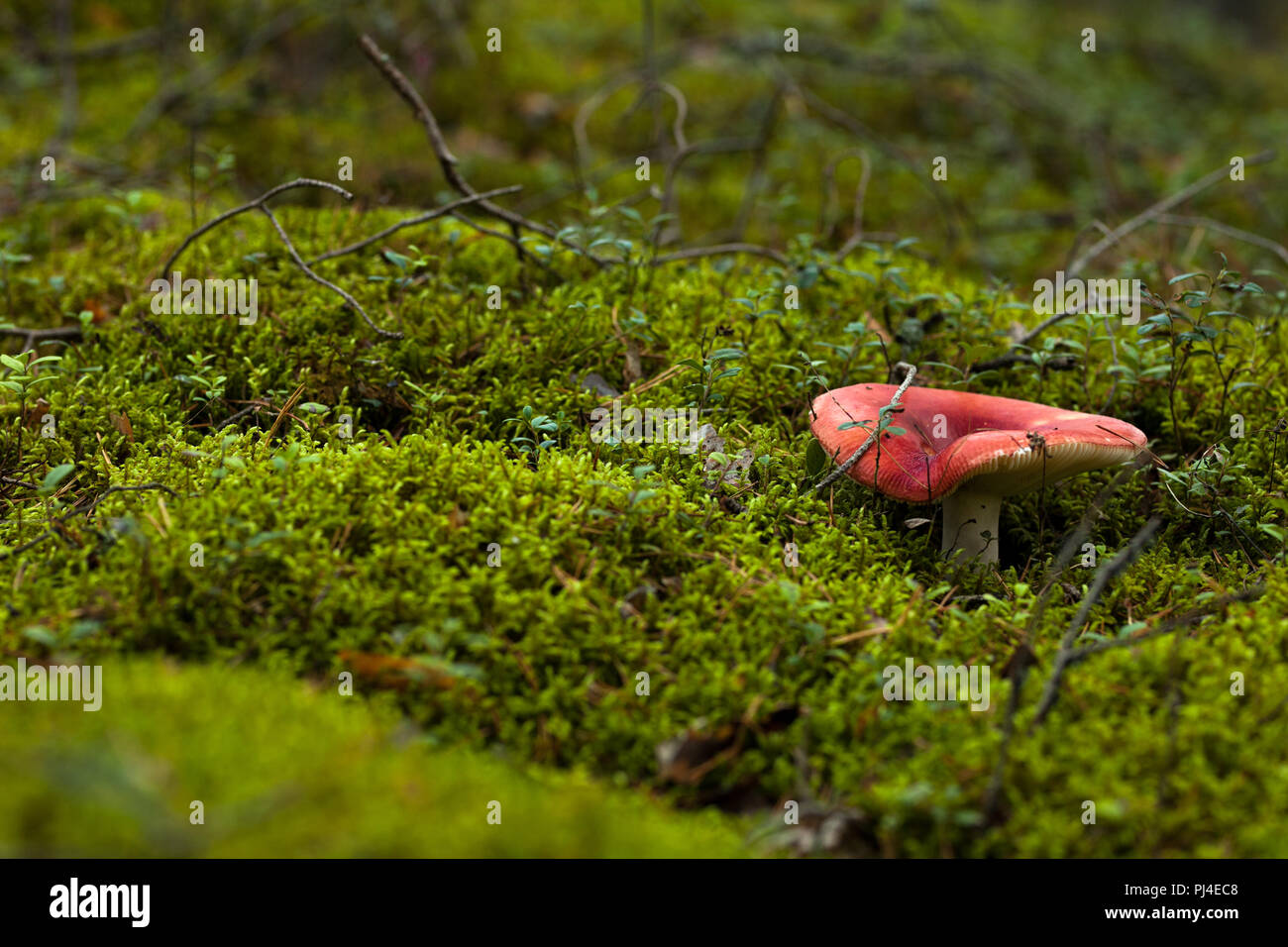 A russula mushroom growing in a moss in a pinery Stock Photo